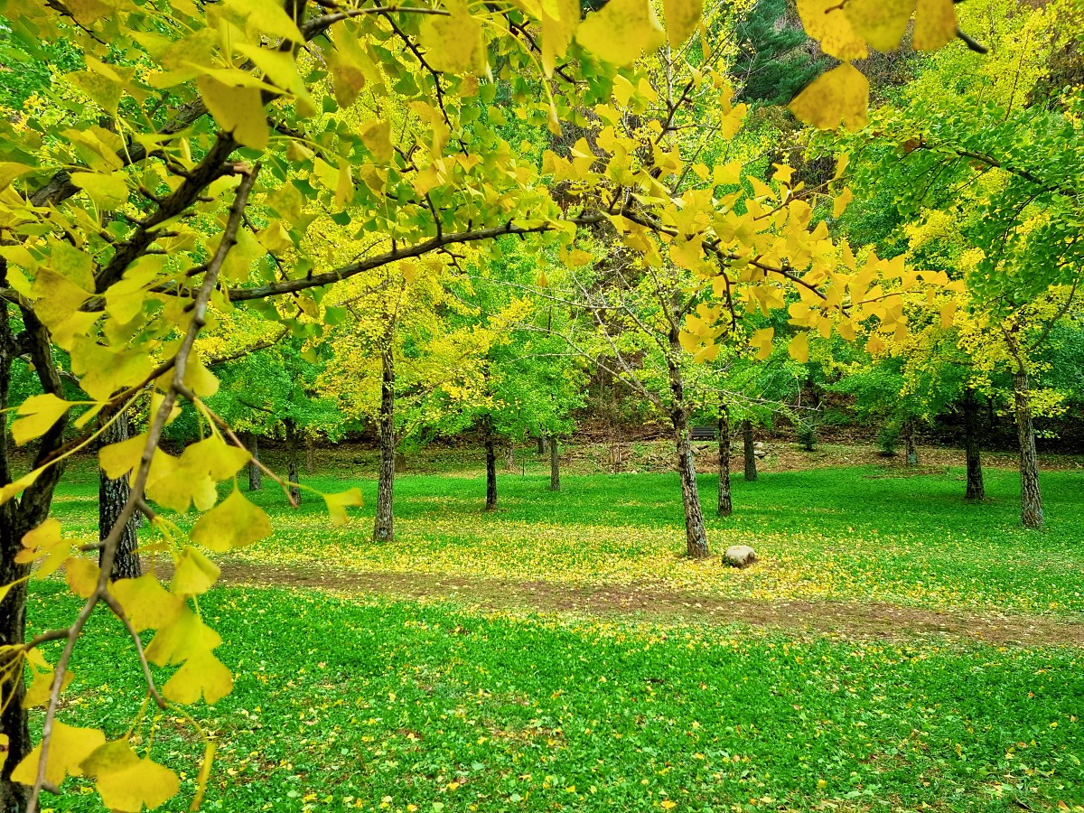 강원도 홍천 은행나무숲 방문 후기(10.23.): 단풍 확인 팁, 먹거리, 숙박
