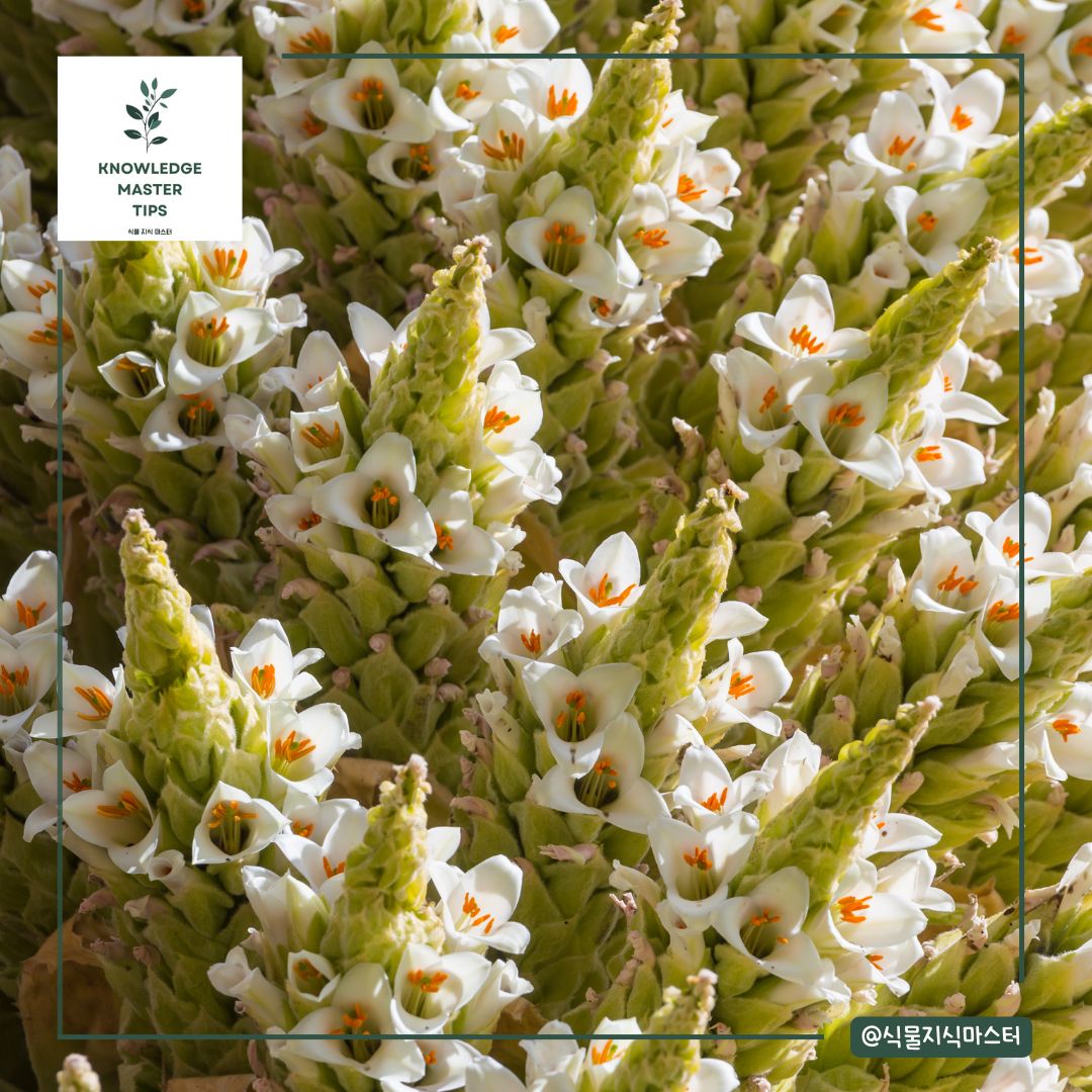 푸야 라이몬디 꽃