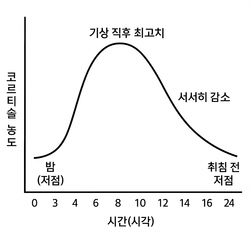 “코르티솔 일주기 – 밤 낮은 수치, 아침 높은 수치의 곡선”