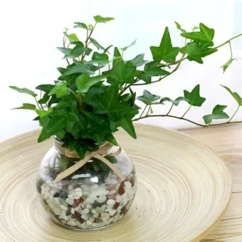 수경재배 준비 병선택 뿌리관리 액비투여 물갈이주기 가이드_2