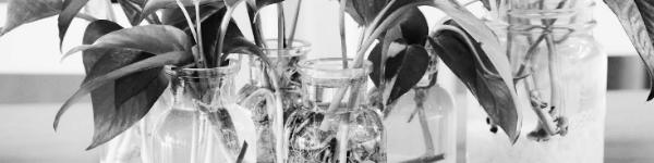 스킨답서스 수경재배: 유리병 옮겨심기