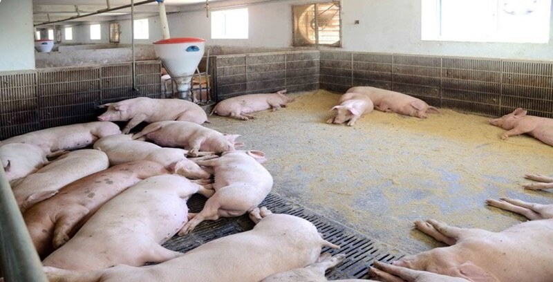 돼지꿈 꿈해몽 태몽 길몽 길운 10가지 정리.세번째