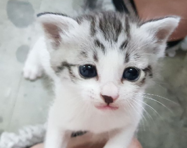 고양이