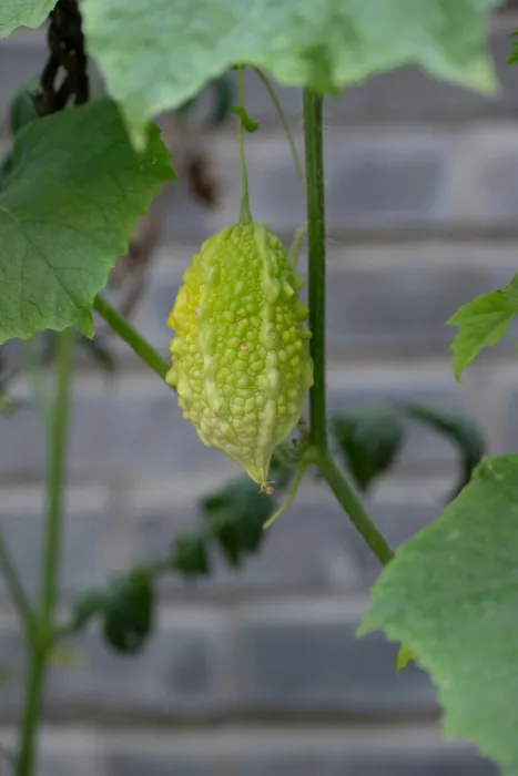 자라고-있는-여주-사진