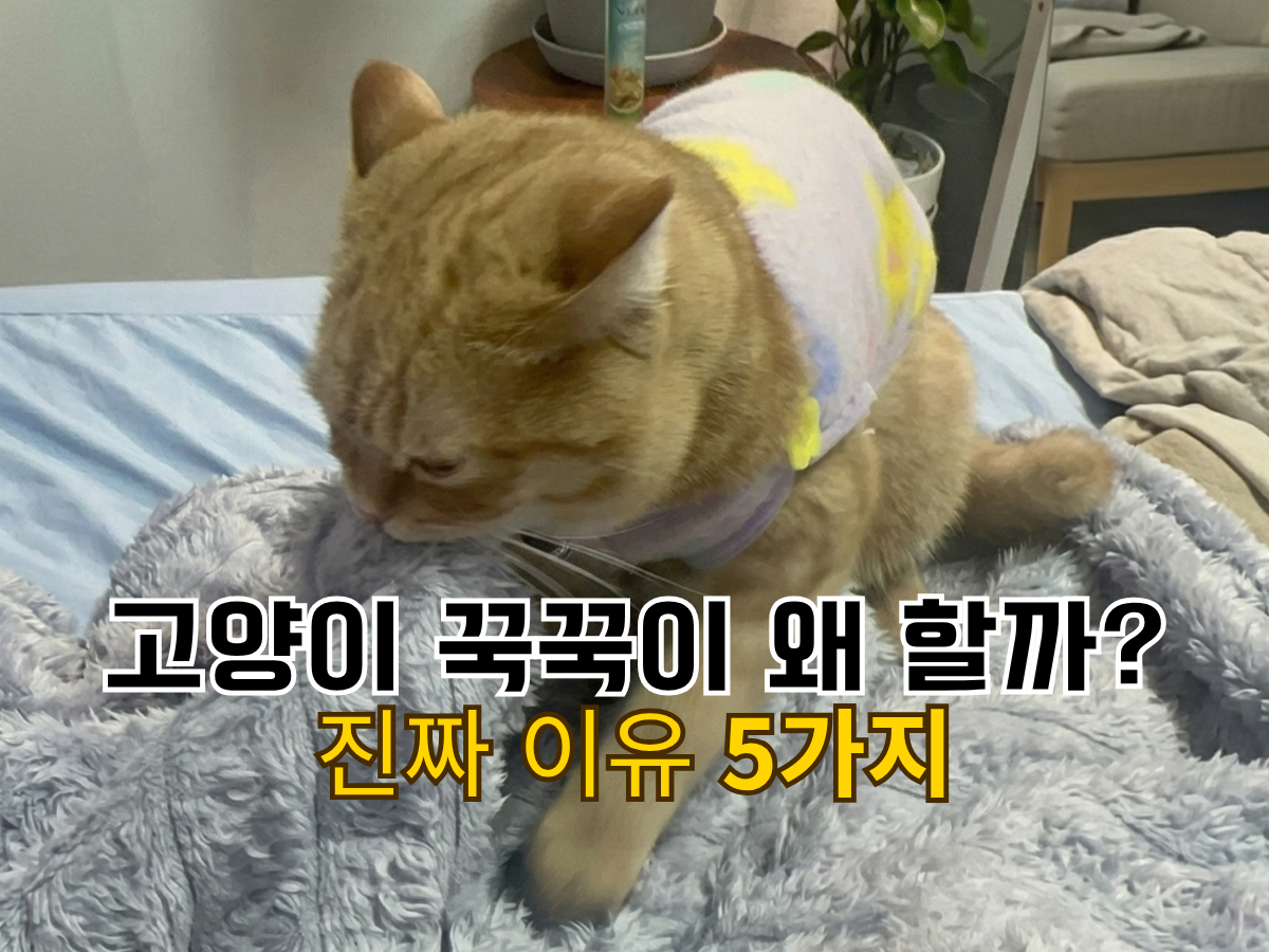 푹신한 이불 위에서 꾹꾹이를 하는 고양이 사진과 "고양이 꾹꾹이 이유 5가지와 주의사항" 텍스트가 있는 썸네일 이미지