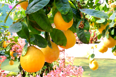 특색있고 아름다운 민간 정원 30선 추천 여행 - 25. 통영 동백커피식물원