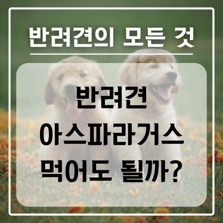 반려견 아스파라거스 급여 가능 여부, 적정량, 주의 사항