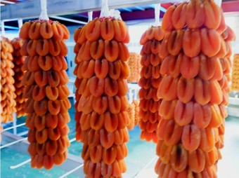 제8회 지리산함양 고종시곶감축제 소개(이찬원 김희재 출연)