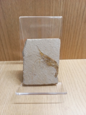 [관찰 학습] 고생대 중생대 화석 수집 (암모나이트 삼엽충 모기 새우)