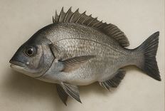 바다물고기 감성돔 사진