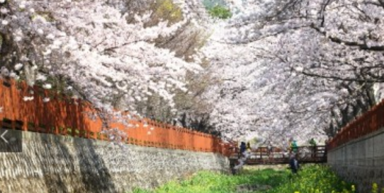진해군항제 벚꽃 사진