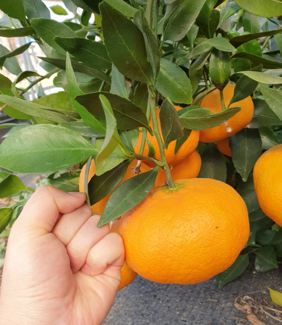 양지농원 황금향