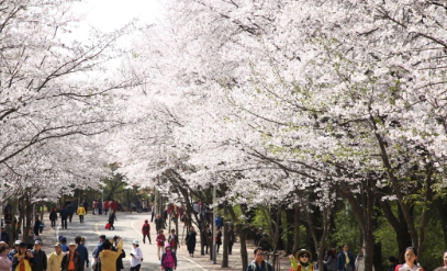 벚꽃축제 일정