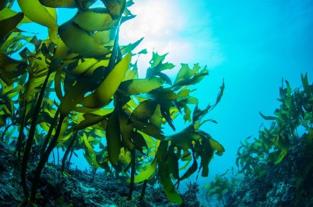 미래식량 해조류