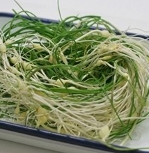 달래 효능 부작용 뿌리 고르는법