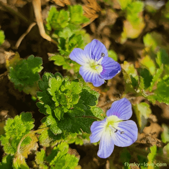 봄까치꽃(큰개불알풀)