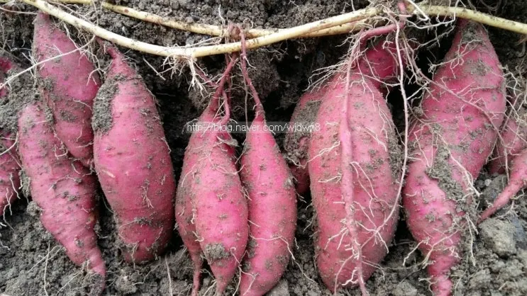 고구마 재배 파종시기 두둑 만들기 물주기 요령_3