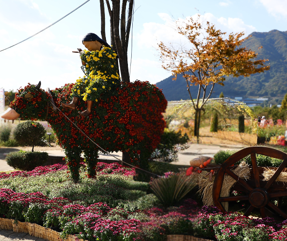 2025 양산국화축제, 가을의 향기 가득한 꽃 축제