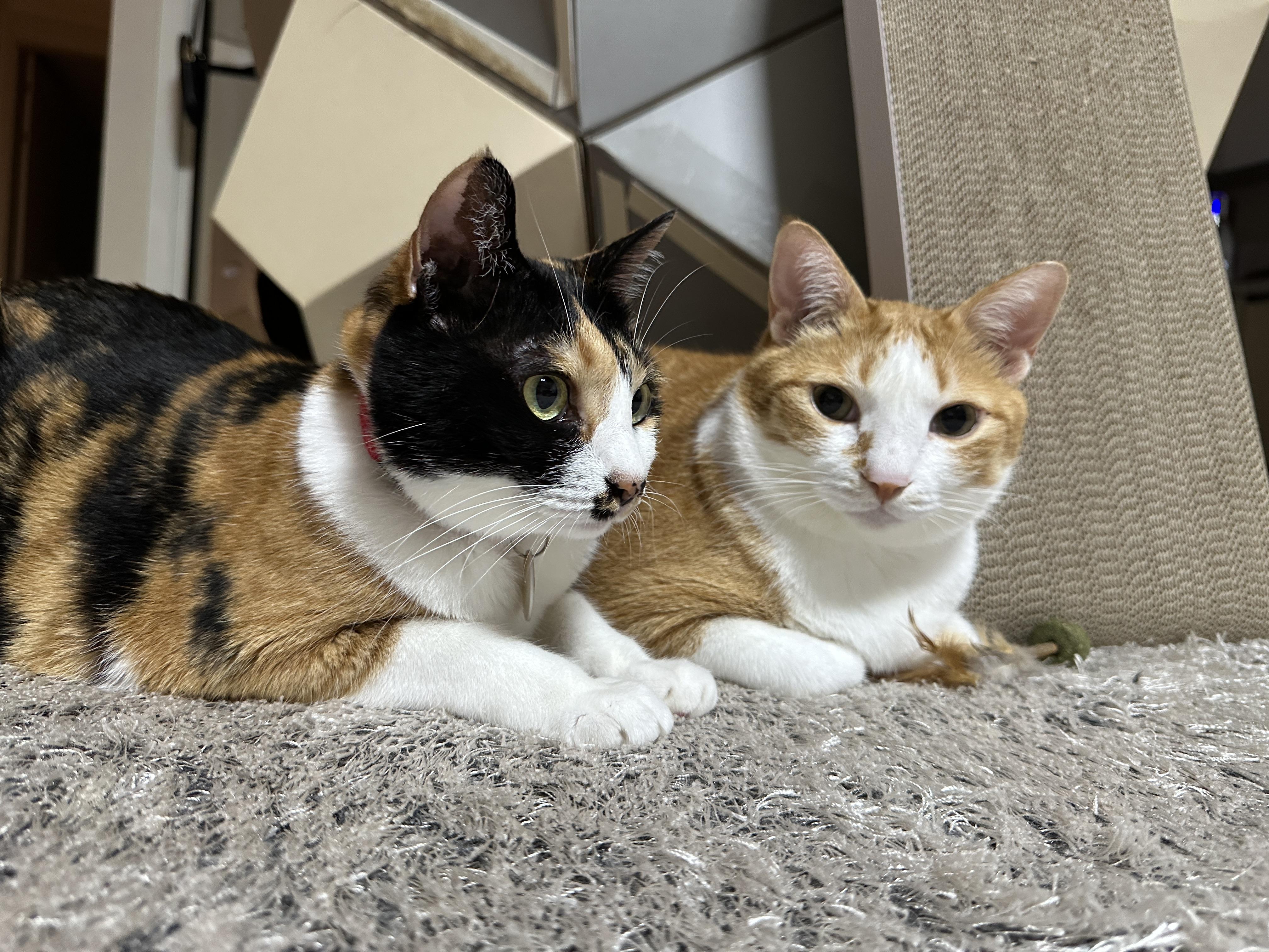 다다와_호야_커플이_나란히_엎드려_있다