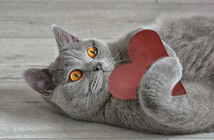 하트 모양의 장난감을 안고 있는 고양이