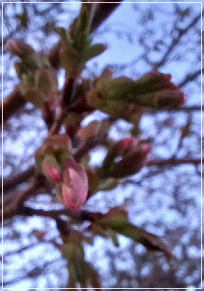 황령산-벚꽃봉우리