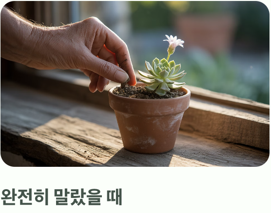 물주기의 함정, '과습'을 피하는 기술