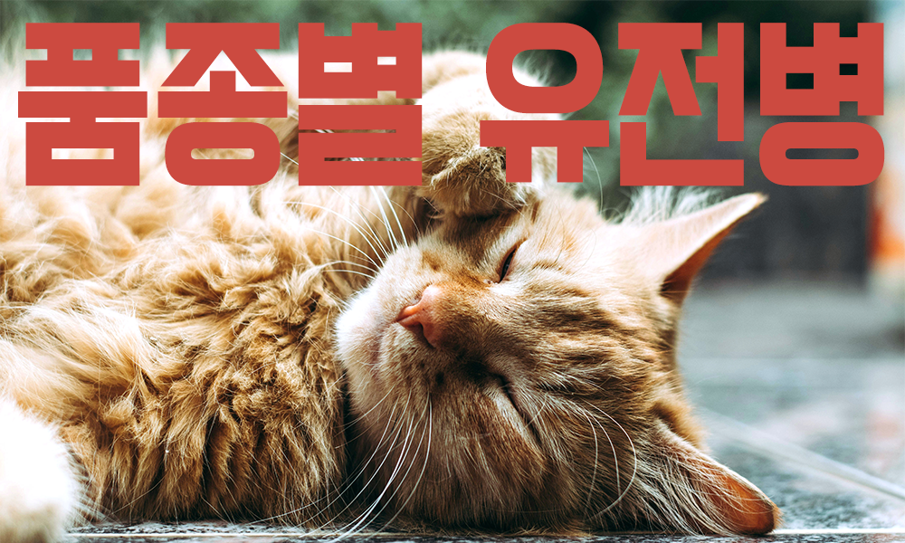 고양이-유전병