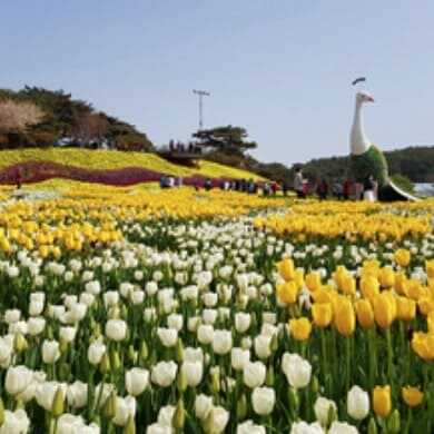 태안 세계 튤립 꽃 박람회