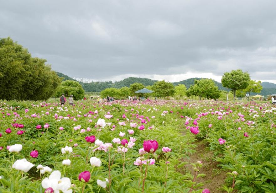 태화강국가정원봄꽃축제