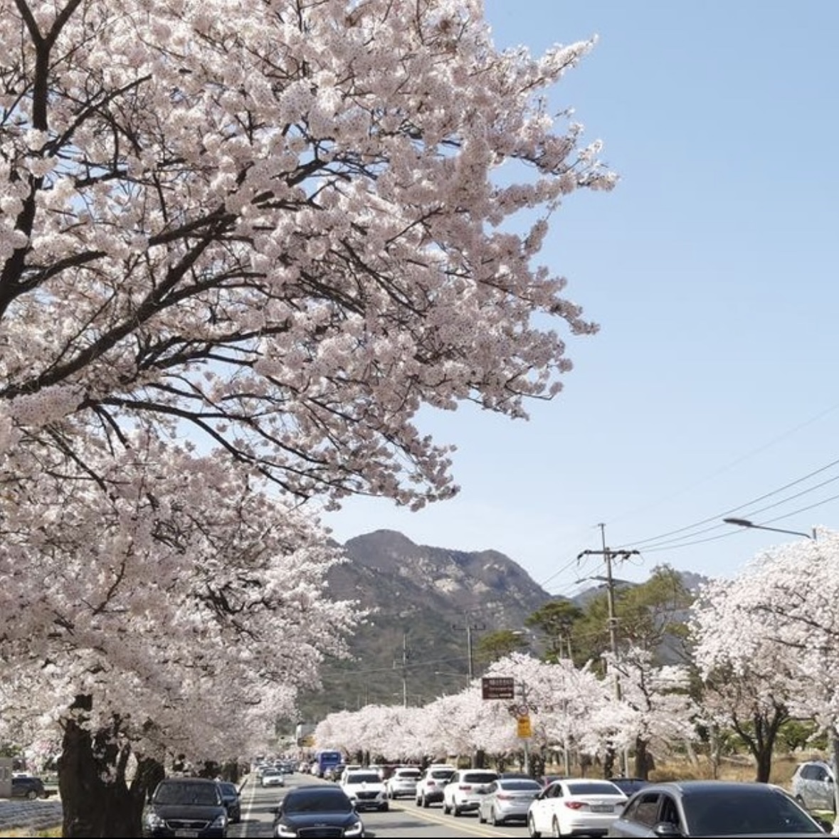 동학사 벚꽃 축제 일정
