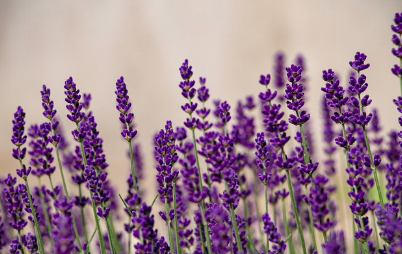 2025 퍼플섬 라벤더 축제