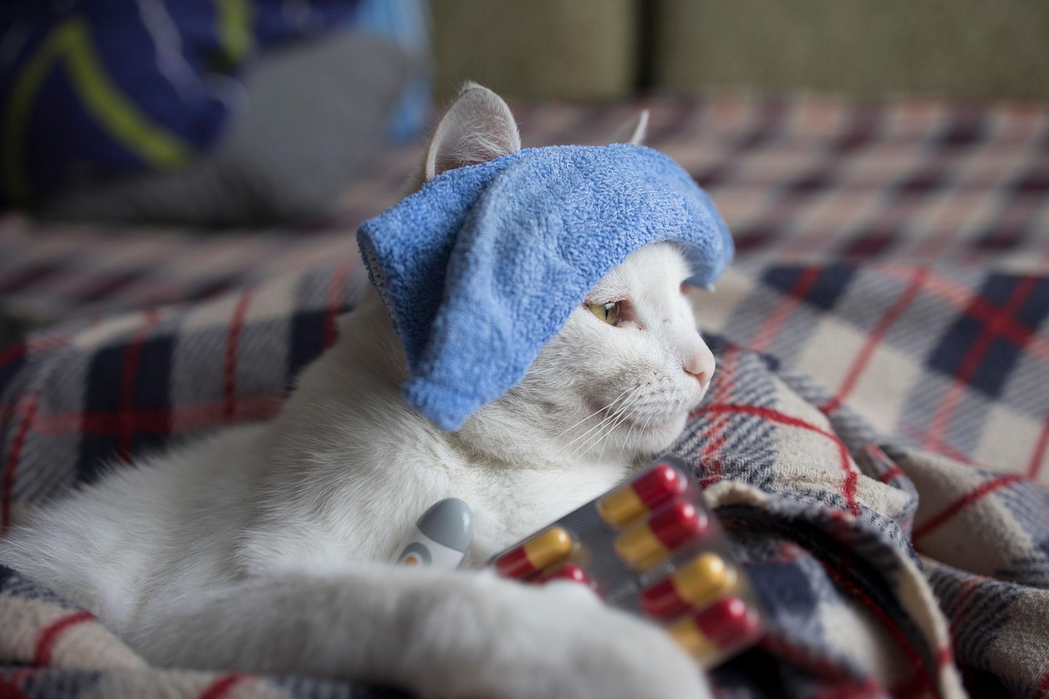 고양이 허피스 바이러스(FHV-1) (증상, 전염, 재발)