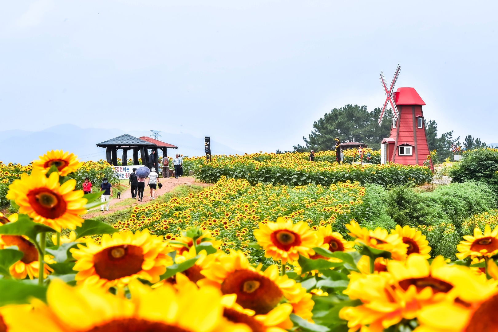 강주해바라기 축제 일정