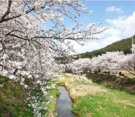 당진 벚꽃