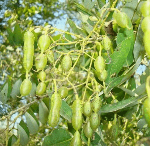 황금 회화나무 삽목 묘목 꽃 꽃말 잎 열매