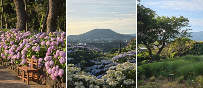 숨도 내 수국 사진