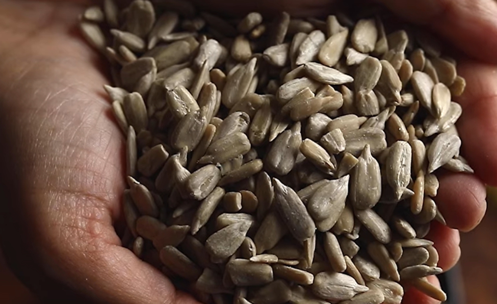 해바라기 씨 효능