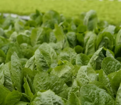 퇴행성 관절염에 좋은 음식 영양제 식단