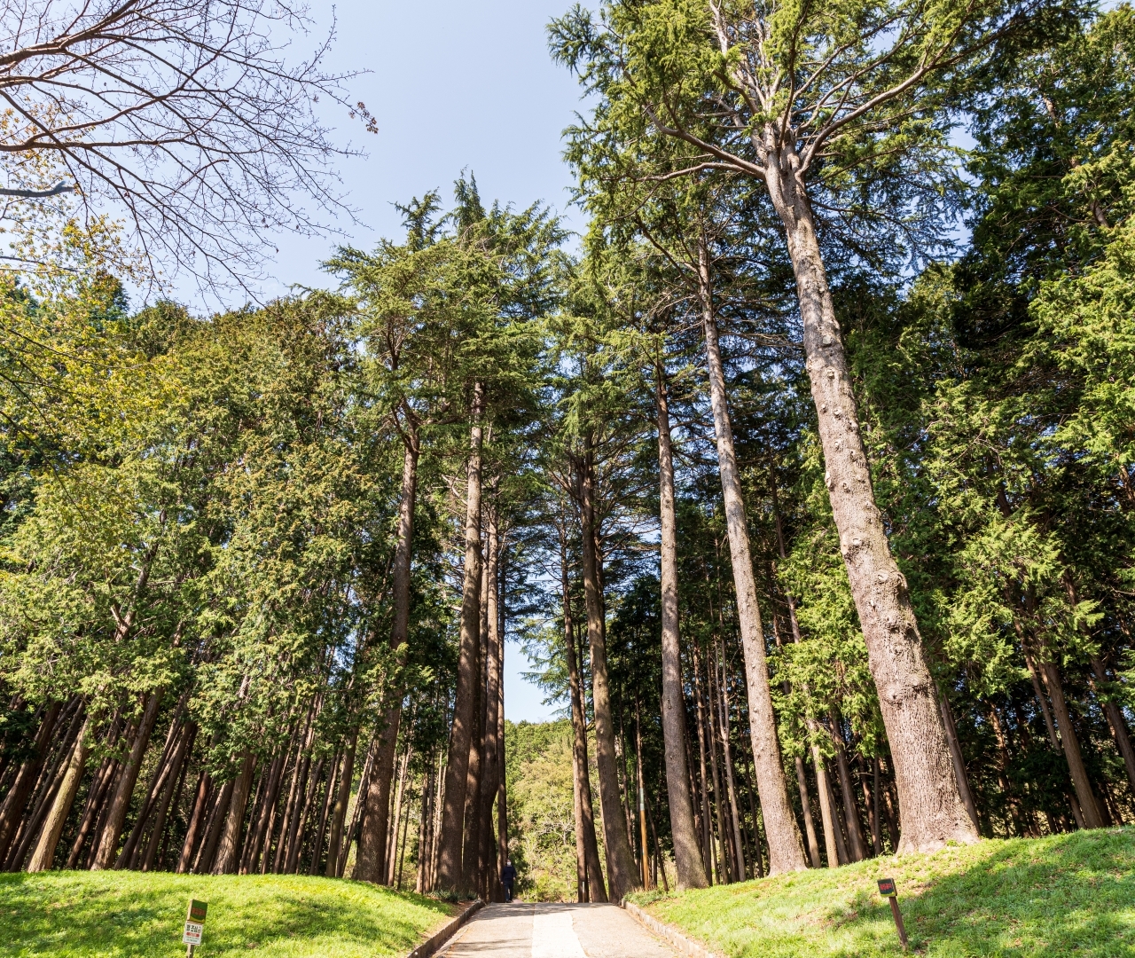 장흥 우드랜드 사진