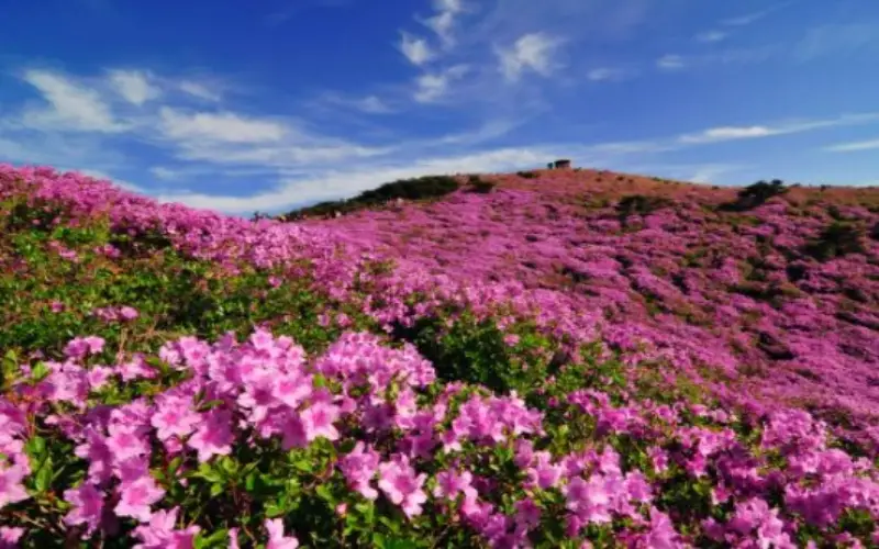 황매산 철쭉축제_8