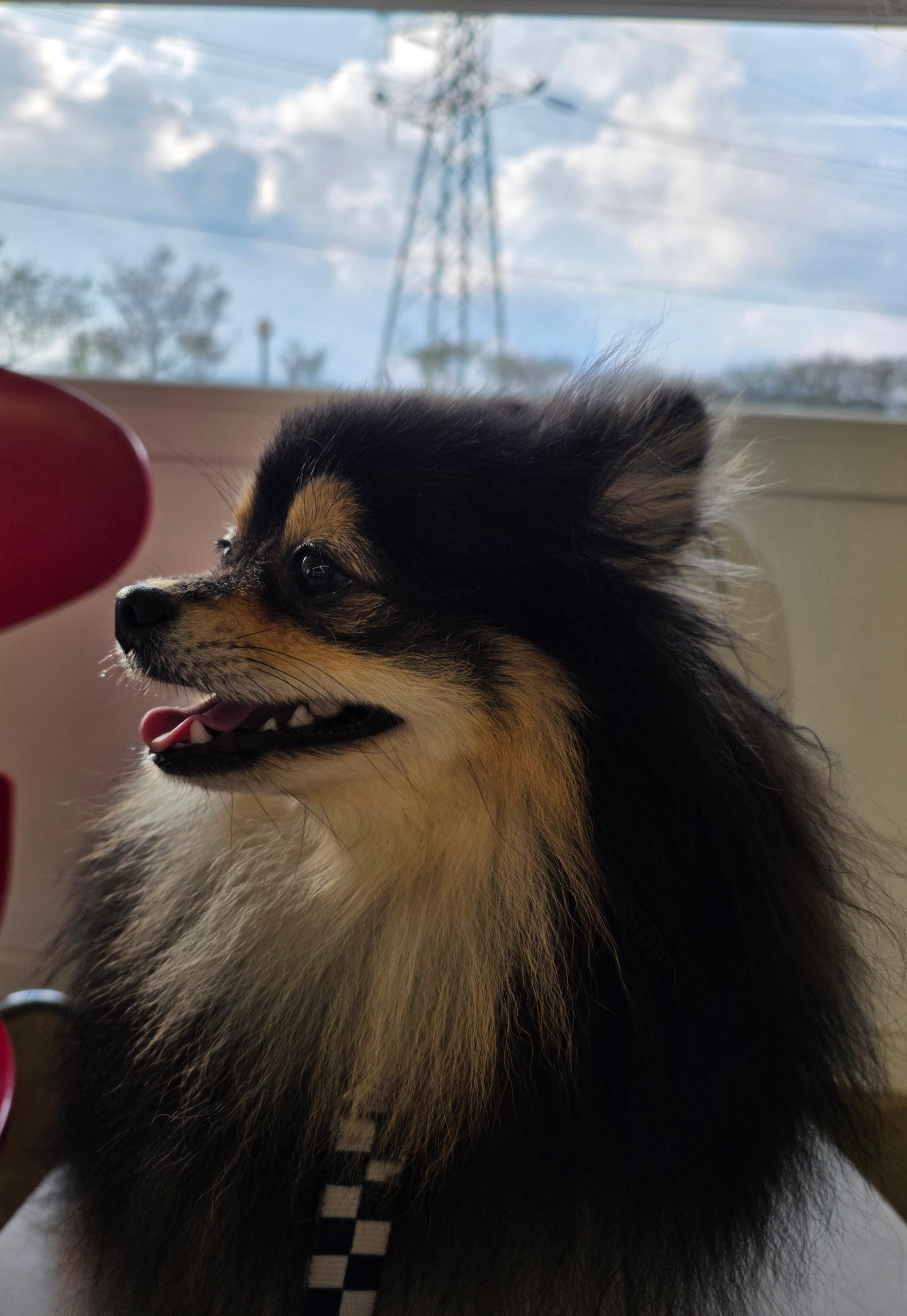 애견 카페에 온 달콩