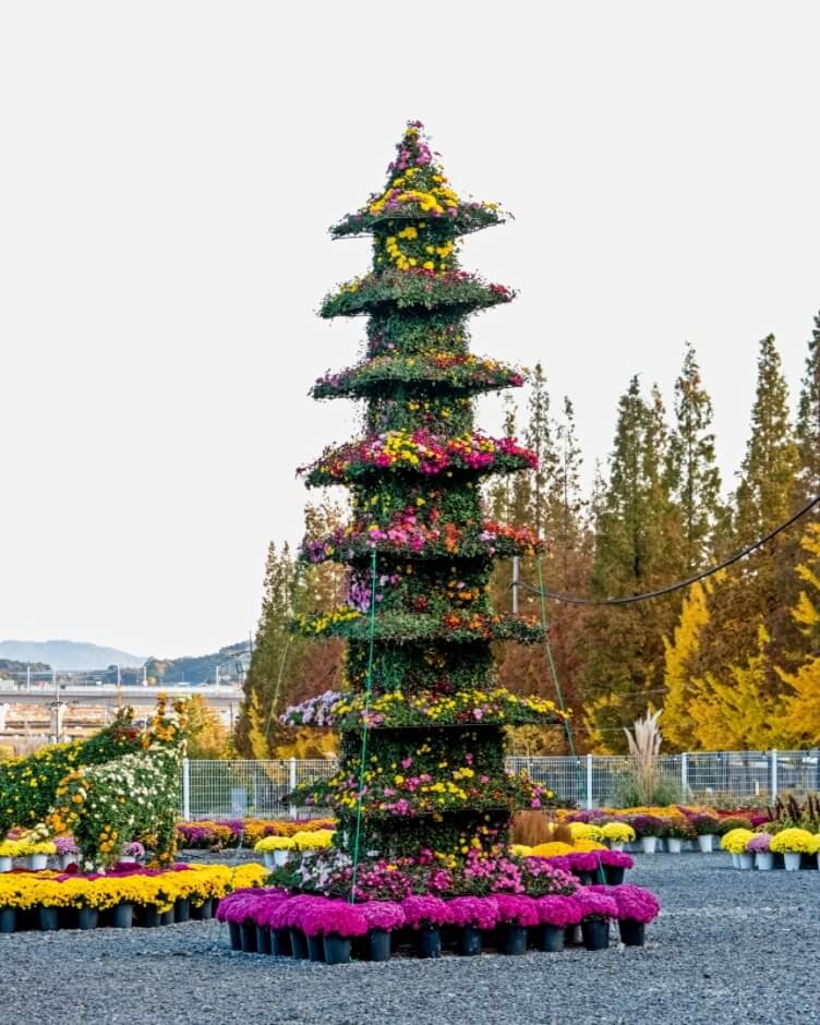 삼천만송이 국화2