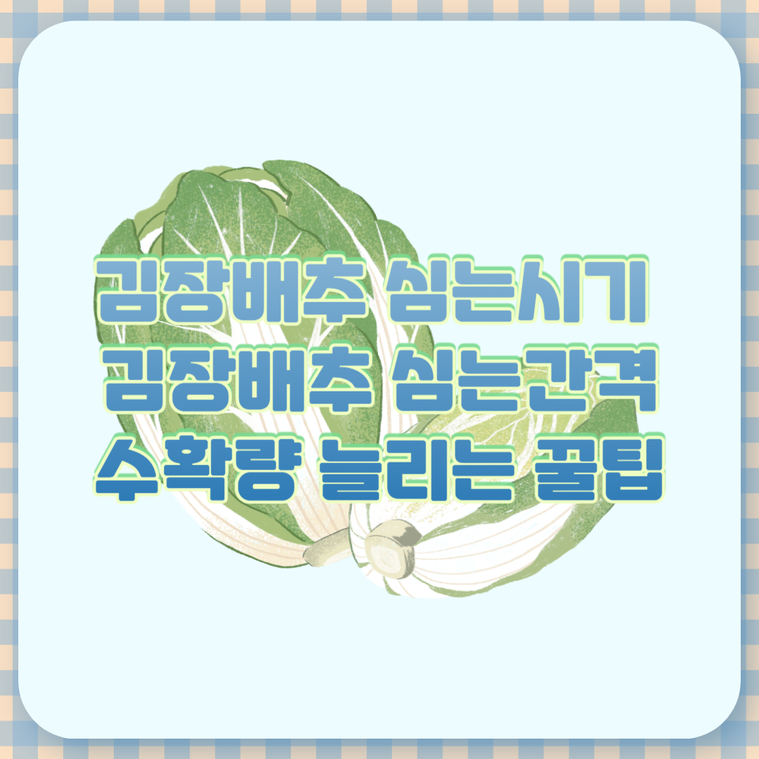 김장배추 심는시기 심는간격 수확량 늘리는 꿀팁