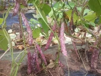 6월에 심는 밭작물 채소_17