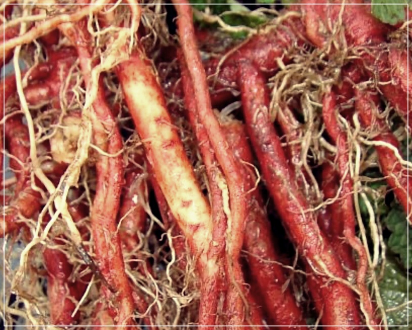 단삼의 효능에 대한 이야기