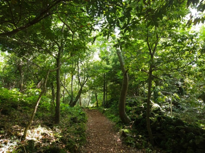 곶자왈 숲길 사진