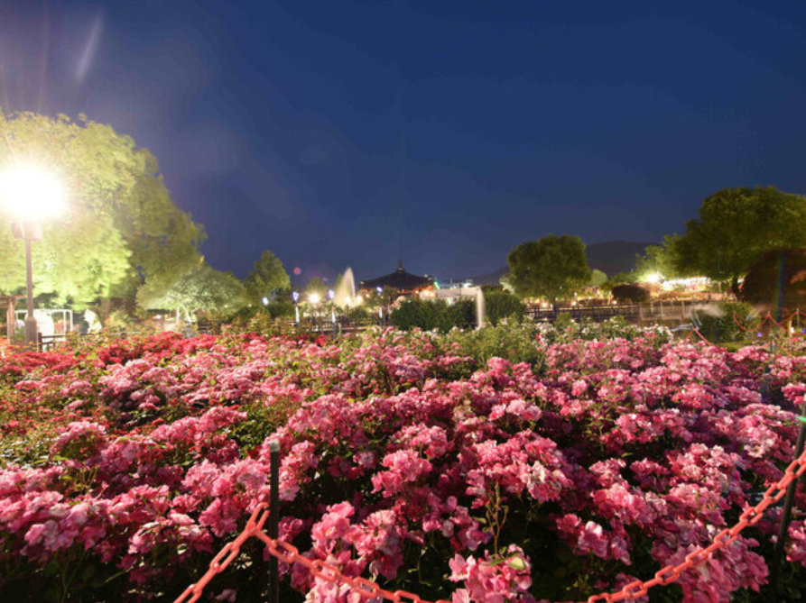 곡성 세계장미축제 개화상황