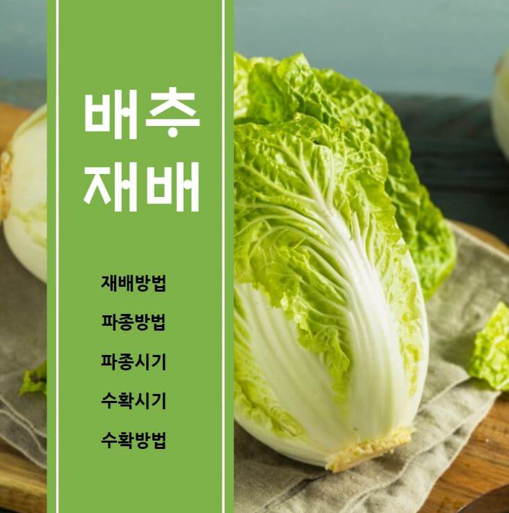 김장 배추 재배