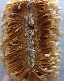 금이버섯