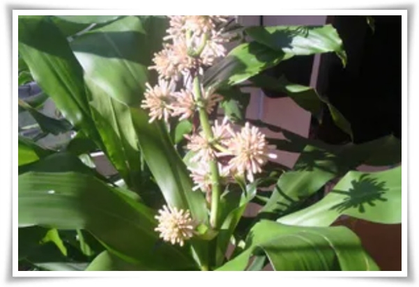 &quot;행운목&quot; 행운을 불러오며 실내 정원을 아름답게 가꾸는 초록의 친구!